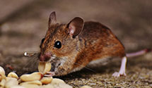 24 Hour & Emergency Exterminators in Morgan City, LA